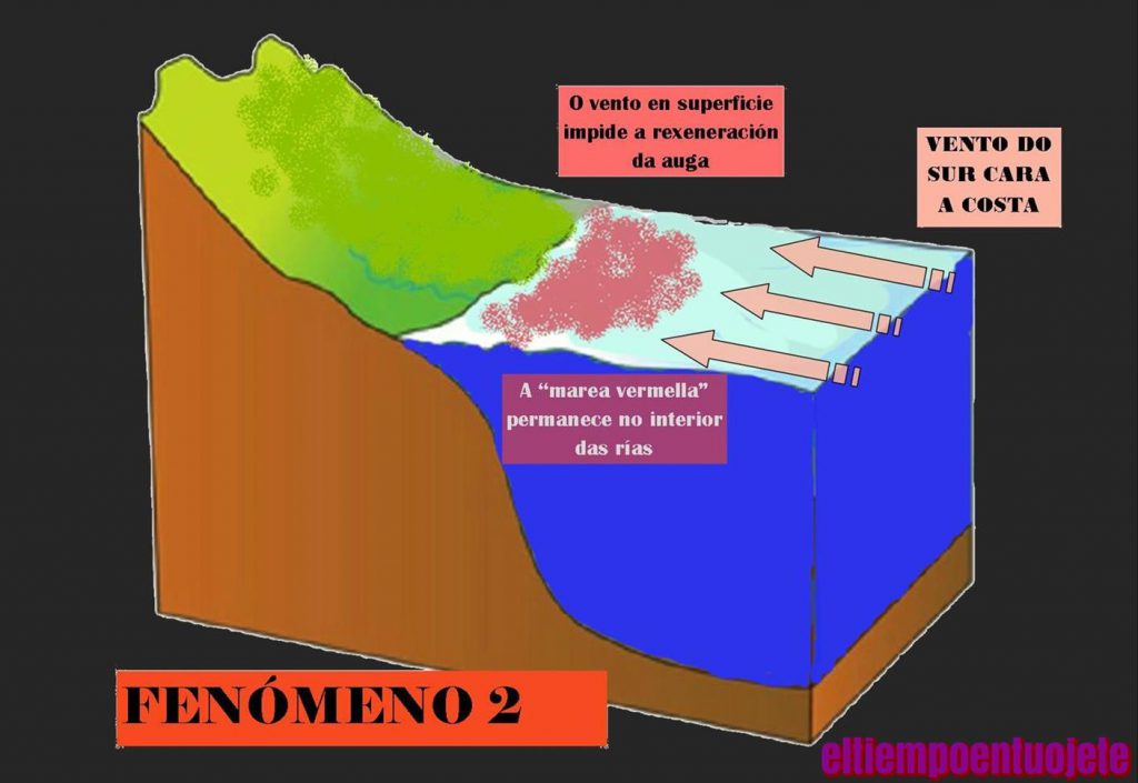 infografia formación da marea vermella fenómeno 2