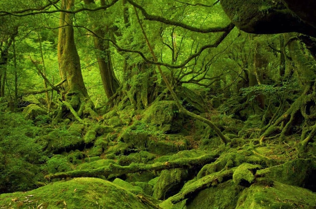 bosque mononoke hime no mori on yakushima island for monografias eltiempoentuojete