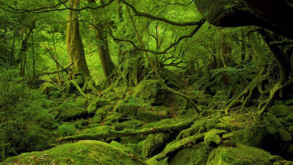 isla yakushima siempre verde