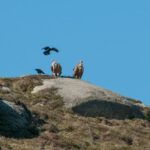 buitre leonado y cornejas en serra do xistral, muras, lugo