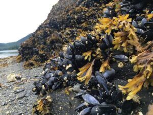 mexilons en costa de ketchikan, alaska