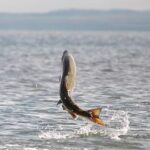 salmon nas augas de cold bay, alaska thumb